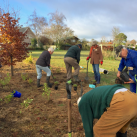 Extending the top planting 5. Cambridge Tree Trust